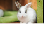 BunnyX_* Fans