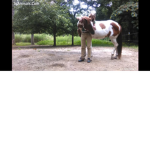 Horse and friends!