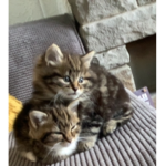 Leo and Ted