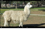 #lama squad.
