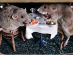 RAT FAN GROUP! We love rats