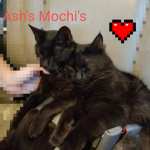 Ash's mochi's
