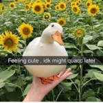 Duckie Culture