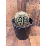 cactus de la banana