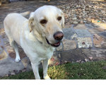 Labrador chaz’s mythical group