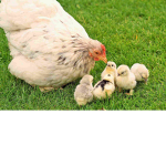 The Chicken Army of Robloxia