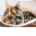 la mini cute famille