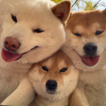 snifferz