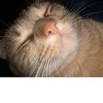 George fans ( my cat)
