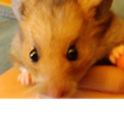 Hamster meeting.