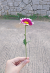 【J POP 추천방】დ