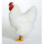Chicken's Of China