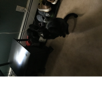 This is all about cats