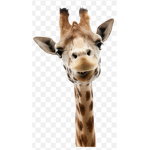 Giraffe Whisperers!