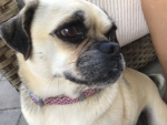 Secret agent pug group