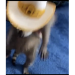 mxrshmellos?