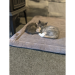 Cats group hello