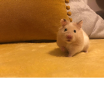 Hamsters and friends