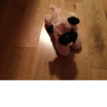 #The Pug Club