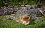 crocodile nation