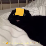 The cheese cats