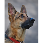 Curious Canine