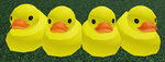 DUCK GANGGGGGGGGGGGG