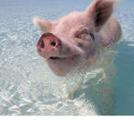 -•pigglets•-