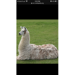 Llamas Takeover