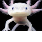 Roblox Axolotl group