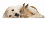 Puppy and bunny's group