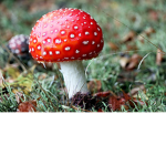 The Elfven Fungi