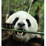 Join if u love pandas