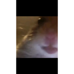 ur_trxshbtw