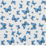 the Butterfly x squad!