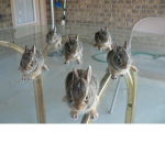 pocat army