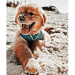 tori’s puppy squad