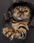 Your best cat