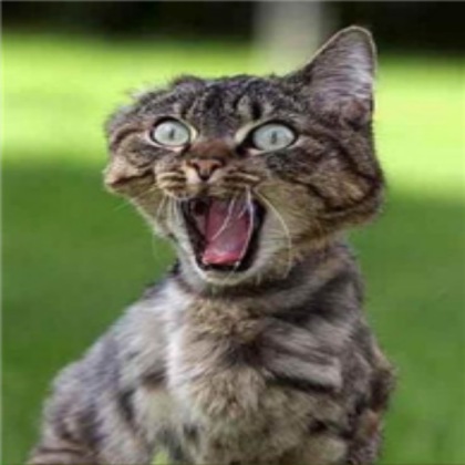 funny cat Roblox decal