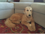 dog teem only the ones that like dogs More