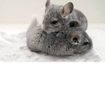 Chinchillas lives matter