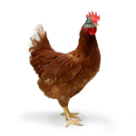Chickenati