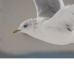 seagull armed force's