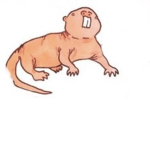 .:. MOLE RAT ARMY .:.