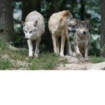 the pack in the forest