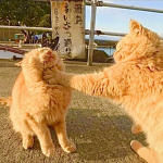 SLOPINGQUILLS CATS
