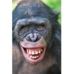 MONKE REBELION