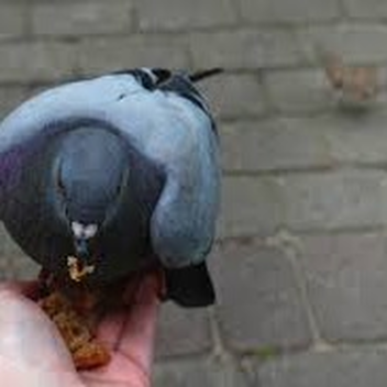 OBBY MIGGER