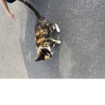 Tc cats