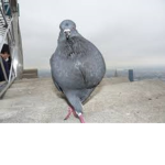 The Pigeon Family